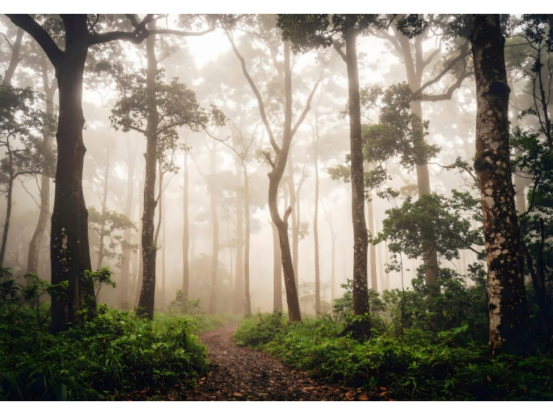 Mystical Early Morning Forest Path - AI Art Wall Mural for Contemporary Interiors