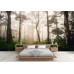Mystical Early Morning Forest Path - AI Art Wall Mural for Contemporary Interiors