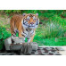 Sumatran Tiger Portrait - Classic Wall Mural for Modern Interiors