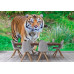Sumatran Tiger Portrait - Classic Wall Mural for Modern Interiors