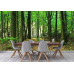 Sunlight in Green Forest - Classic Wall Mural for Modern Interiors