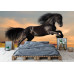 Black Friesian Horse at Sunset - Classic Wall Mural for Modern Interiors Black Friesian Horse at Sunset - Classic Wall Mural for Modern Interiors