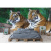 Two Tigers on Rock - Classic Wall Mural for Modern Interiors