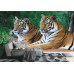 Two Tigers on Rock - Classic Wall Mural for Modern Interiors