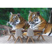 Two Tigers on Rock - Classic Wall Mural for Modern Interiors