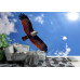 Brahminy Kite Bird - Classic Wall Mural for Modern Interiors