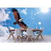 Brahminy Kite Bird - Classic Wall Mural for Modern Interiors