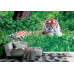 Amur Tiger on Summer Grass - Classic Wall Mural for Modern Interiors