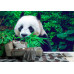 Giant Panda - Classic Wall Mural for Modern Interiors
