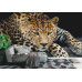 Close-Up Leopard Portrait - Classic Wall Mural for Modern Interiors