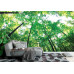 Lush Green Forest - Classic Wall Mural for Modern Interiors Lush Green Forest - Classic Wall Mural for Modern Interiors