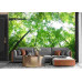 Lush Green Forest - Classic Wall Mural for Modern Interiors Lush Green Forest - Classic Wall Mural for Modern Interiors