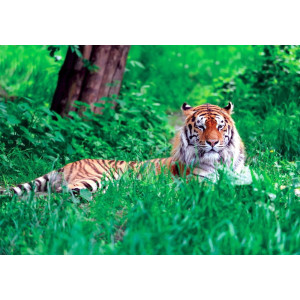 Amur Tiger on Summer Grass - Classic Wall Mural for Modern Interiors Amur Tiger on Summer Grass - Classic Wall Mural for Modern Interiors | Wall4Soul