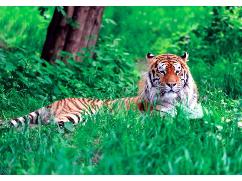 Amur Tiger on Summer Grass - Classic Wall Mural for Modern Interiors