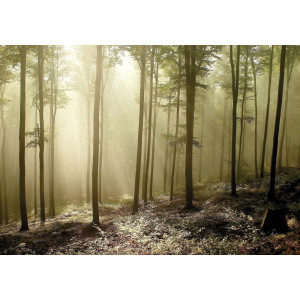 Misty Autumn Forest - Classic Wall Mural for Modern Interiors Misty Autumn Forest - Classic Wall Mural for Modern Interiors | Wall4Soul