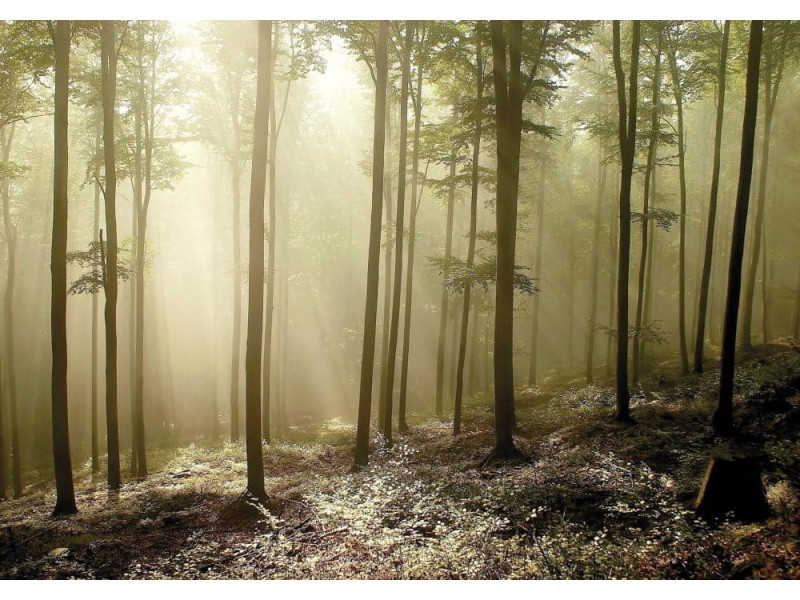 Misty Autumn Forest - Classic Wall Mural for Modern Interiors