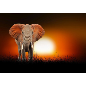 Elephant at African Sunset - Classic Wall Mural for Modern Interiors Elephant at African Sunset - Classic Wall Mural for Modern Interiors | Wall4Soul