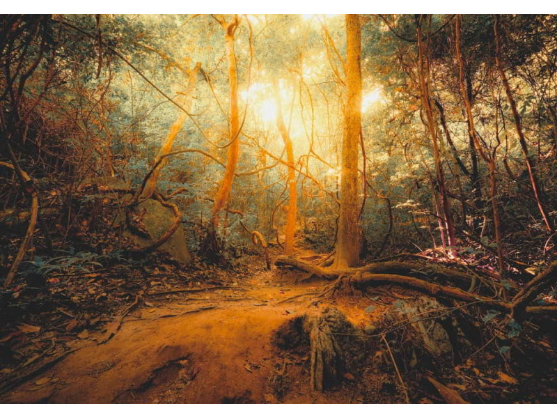 Fantasy Jungle Forest - Classic Wall Mural for Modern Interiors