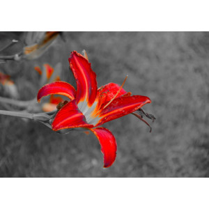 Floral Bloom - Classic Wall Mural for Modern Interiors Floral Bloom - Classic Wall Mural for Modern Interiors