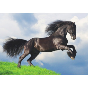 Friesian Stallion Gallop - Classic Wall Mural for Modern Interiors Friesian Stallion Gallop - Classic Wall Mural for Modern Interiors | Wall4Soul