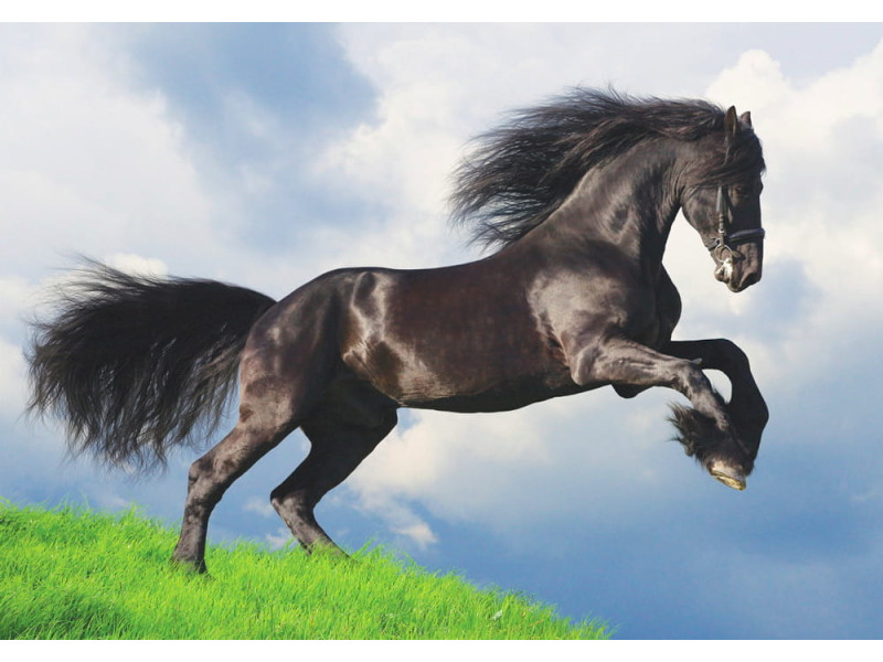 Friesian Stallion Gallop - Classic Wall Mural for Modern Interiors Friesian Stallion Gallop - Classic Wall Mural for Modern Interiors