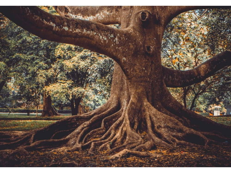 Old Tree Roots - Classic Wall Mural for Modern Interiors Old Tree Roots - Classic Wall Mural for Modern Interiors