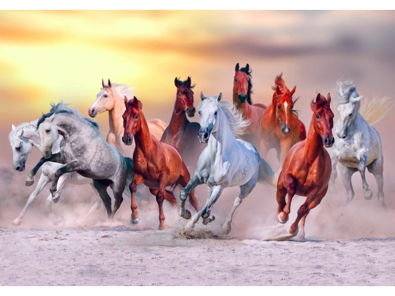 Horses Gallop at Sunset - Classic Wall Mural for Modern Interiors