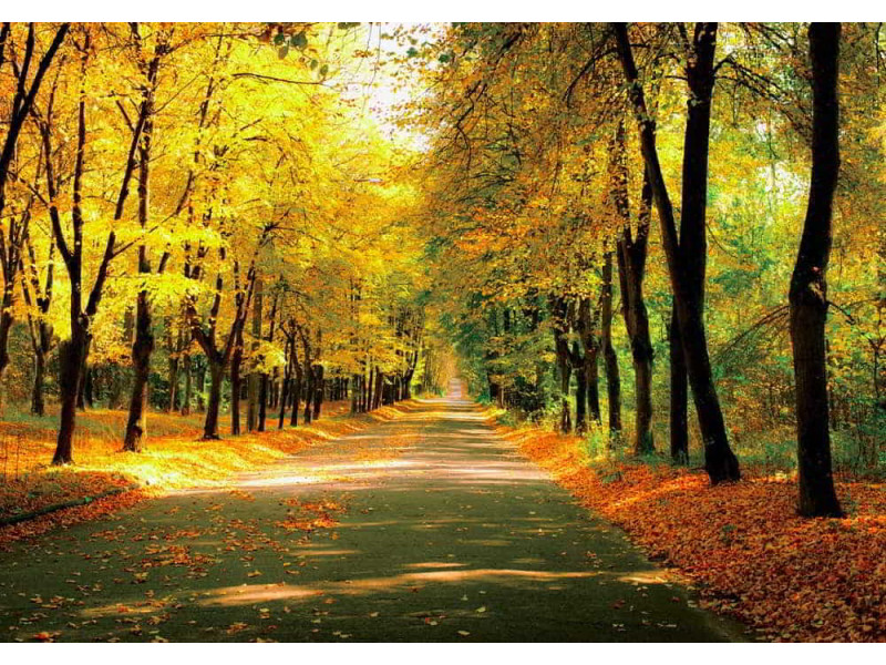 Autumn Park Pathway - Classic Wall Mural for Modern Interiors Autumn Park Pathway - Classic Wall Mural for Modern Interiors
