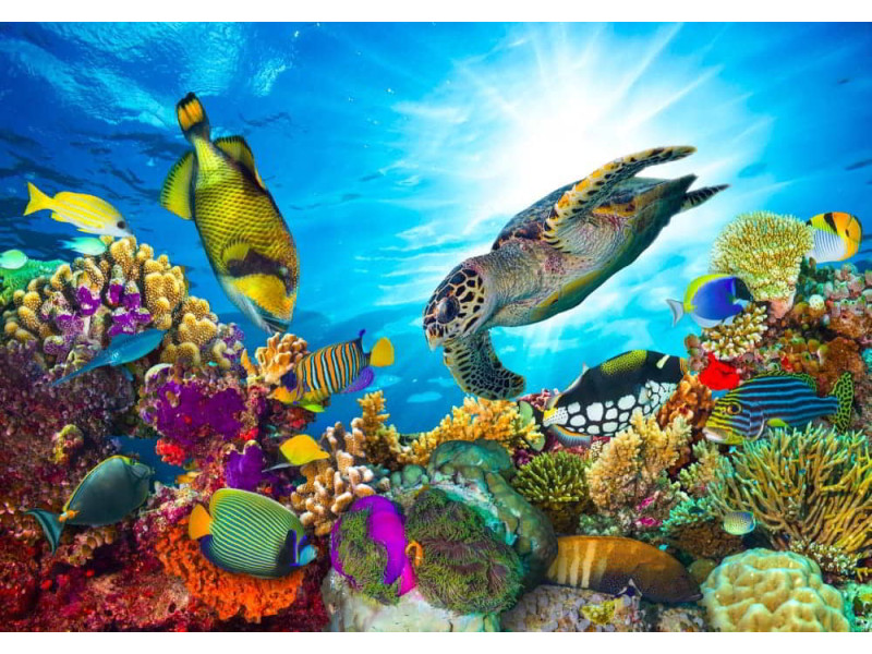 Coral Reef with Fishes & Sea Turtle - Classic Wall Mural for Modern Interiors