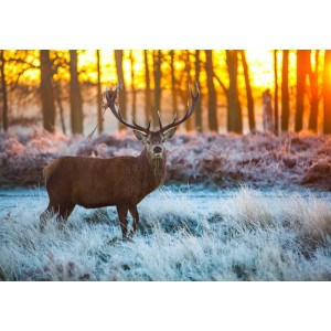 Red Deer in Morning Sun - Classic Wall Mural for Modern Interiors