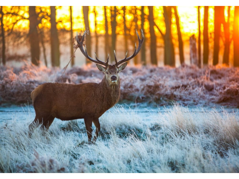 Red Deer in Morning Sun - Classic Wall Mural for Modern Interiors
