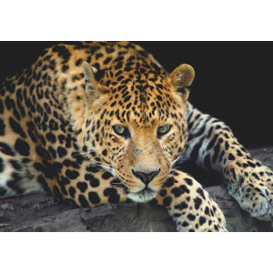 Close-Up Leopard Portrait - Classic Wall Mural for Modern Interiors Close-Up Leopard Portrait - Classic Wall Mural for Modern Interiors | Wall4Soul