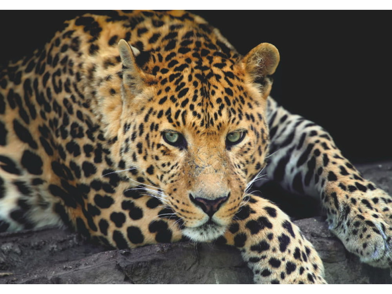 Close-Up Leopard Portrait - Classic Wall Mural for Modern Interiors