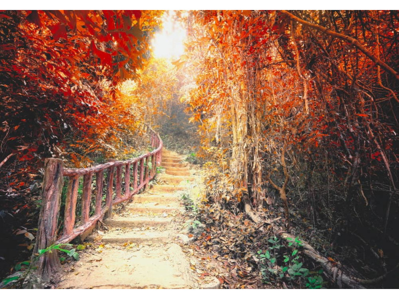 Pathway in Fantasy Forest - Classic Wall Mural for Modern Interiors