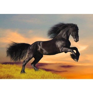 Black Friesian Horse at Sunset - Classic Wall Mural for Modern Interiors Black Friesian Horse at Sunset - Classic Wall Mural for Modern Interiors | Wall4Soul