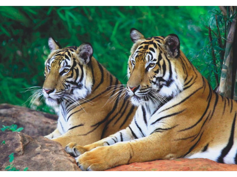 Two Tigers on Rock - Classic Wall Mural for Modern Interiors