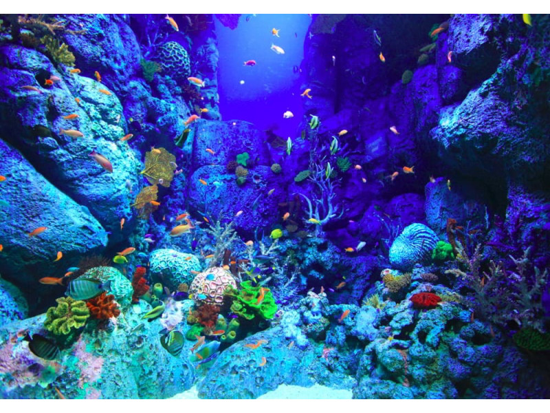 Underwater World - Classic Wall Mural for Modern Interiors