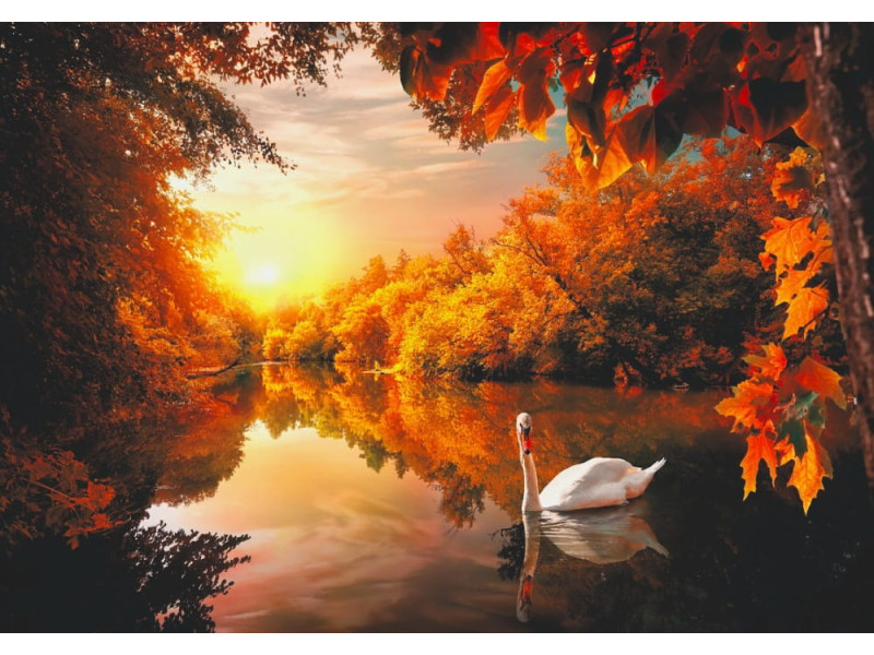 White Swan on Autumn Pond - Classic Wall Mural for Modern Interiors