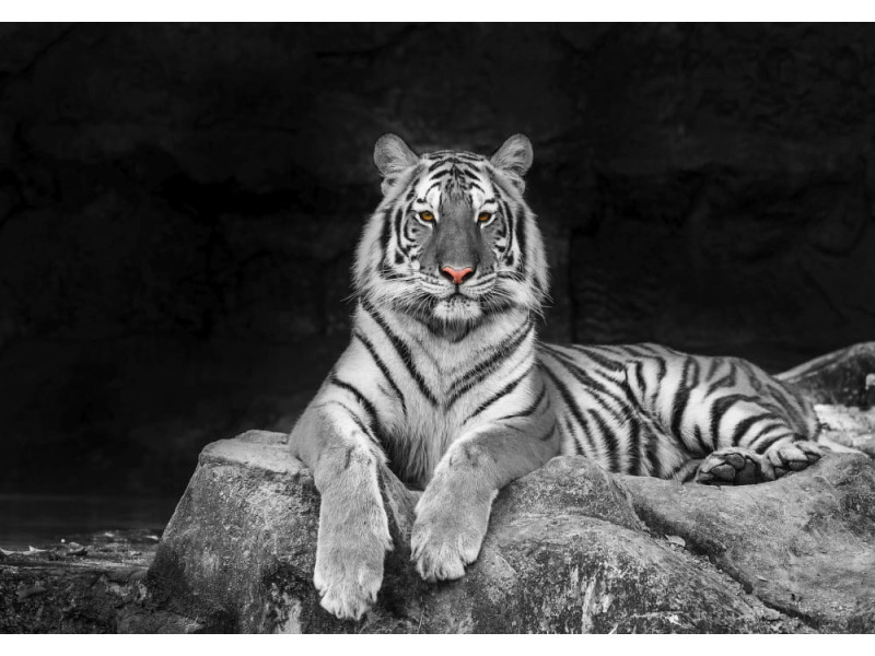 White Tiger Portrait - Classic Wall Mural for Modern Interiors